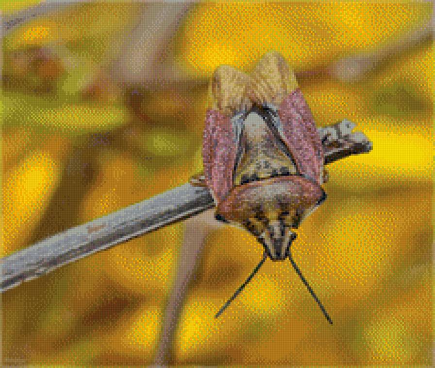 жук - предпросмотр