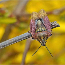 Схема вышивки «жук»