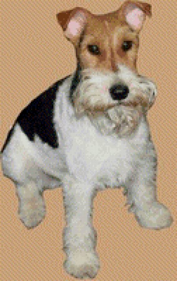 Роник - фокс-терьер - предпросмотр