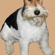 Схема вышивки «Роник»