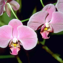 Схема вышивки «орхидея»