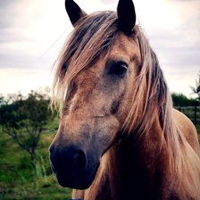 Схема вышивки «лошади»