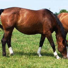 Схема вышивки «Вьюга (Гановерская порода )»