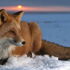 Схема вышивки «лиса на снегу»