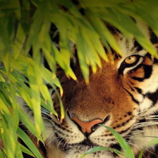 Схема вышивки «Тигр»