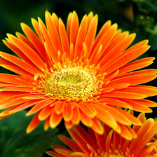 Схема вышивки «хризонтема»