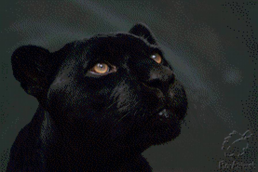 Пантера - пантера, кошки, животные - предпросмотр