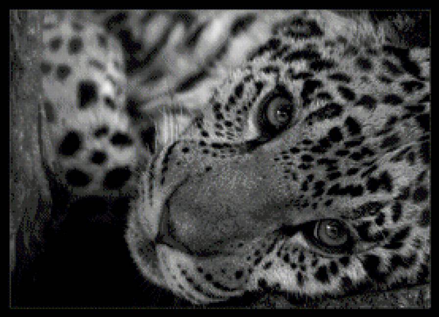 Леопард - кошки, животные, леопард - предпросмотр