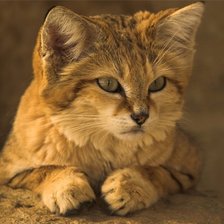 Схема вышивки «Барханная кошка»