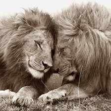 Схема вышивки «нежность»