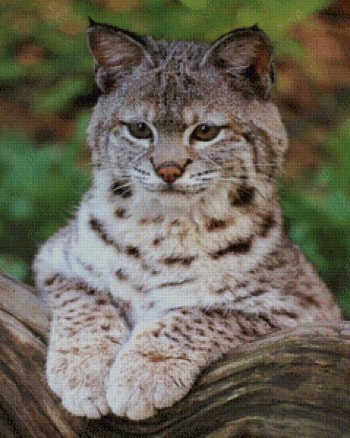 Рысь - рысь, животные, лес, кошки - предпросмотр