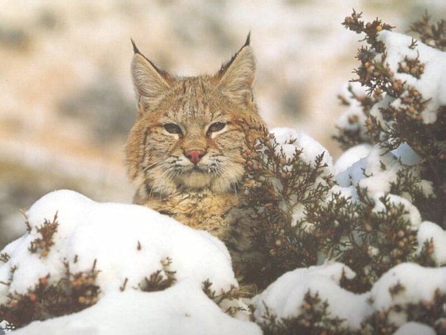 Рысь - рысь, животные, лес, кошки - оригинал