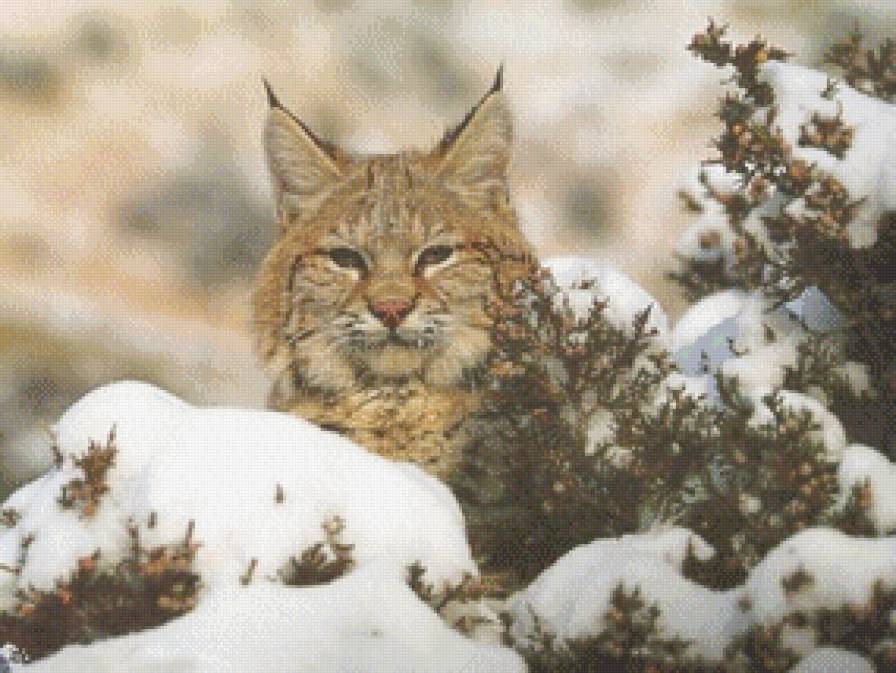 Рысь - кошки, рысь, лес, животные - предпросмотр