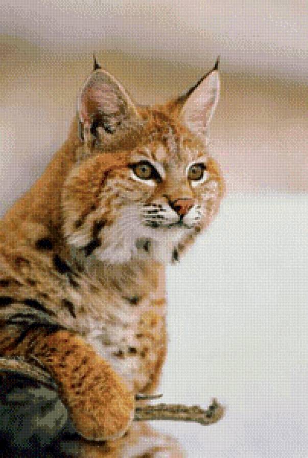 Рысь - рысь, кошки, животные - предпросмотр