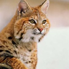 Схема вышивки «Рысь»