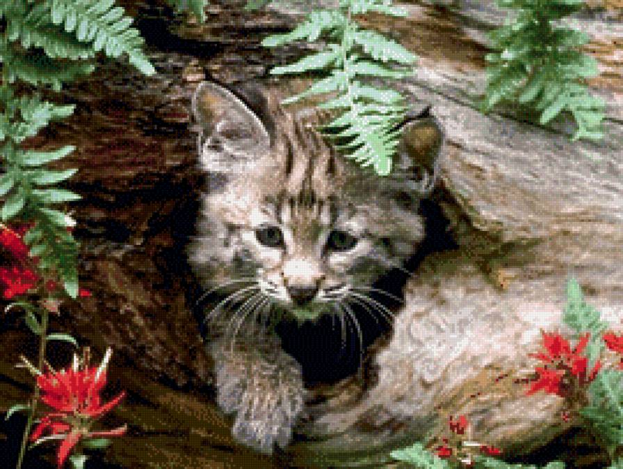 Детеныш рыси - животные, кошки, лес, рысь - предпросмотр