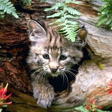 Схема вышивки «Детеныш рыси»