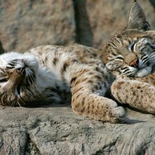 Пушистые сони