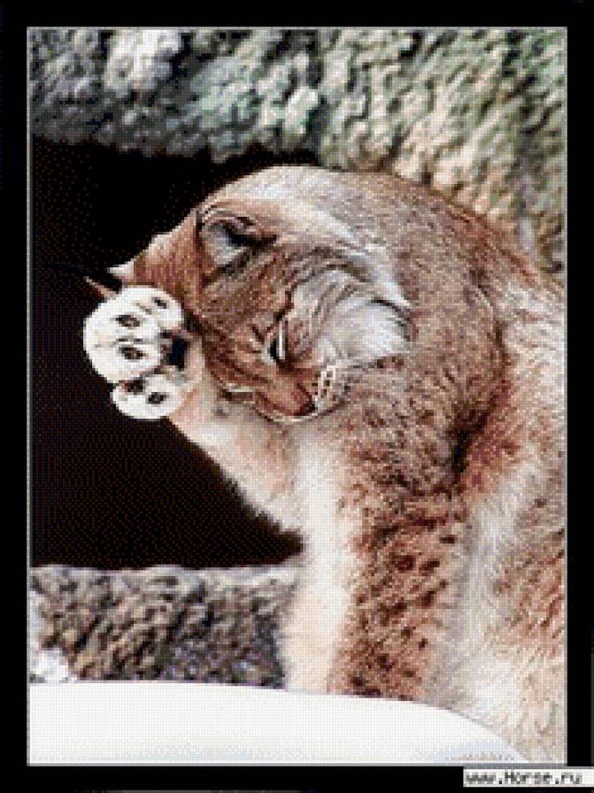 Рысь - животные, лес, рысь, кошки - предпросмотр