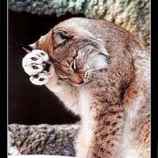 Схема вышивки «Рысь»