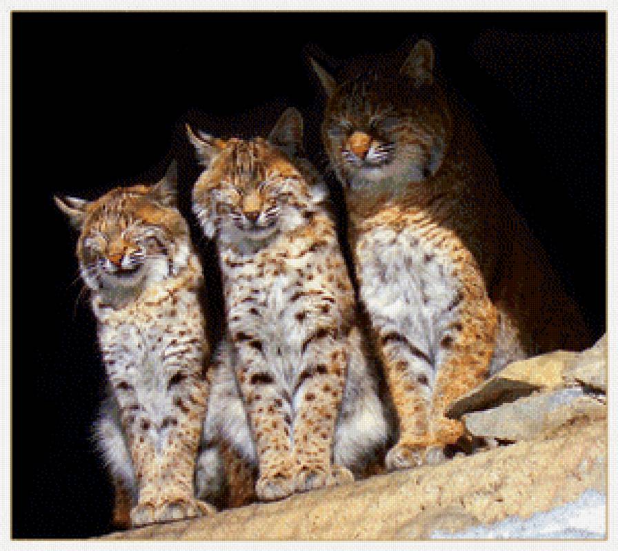 Солнечные ванны - животные, рысь, кошки, лес - предпросмотр