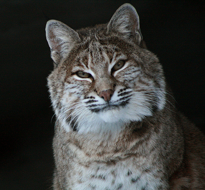 Рысь - лес, кошки, рысь, животные - оригинал
