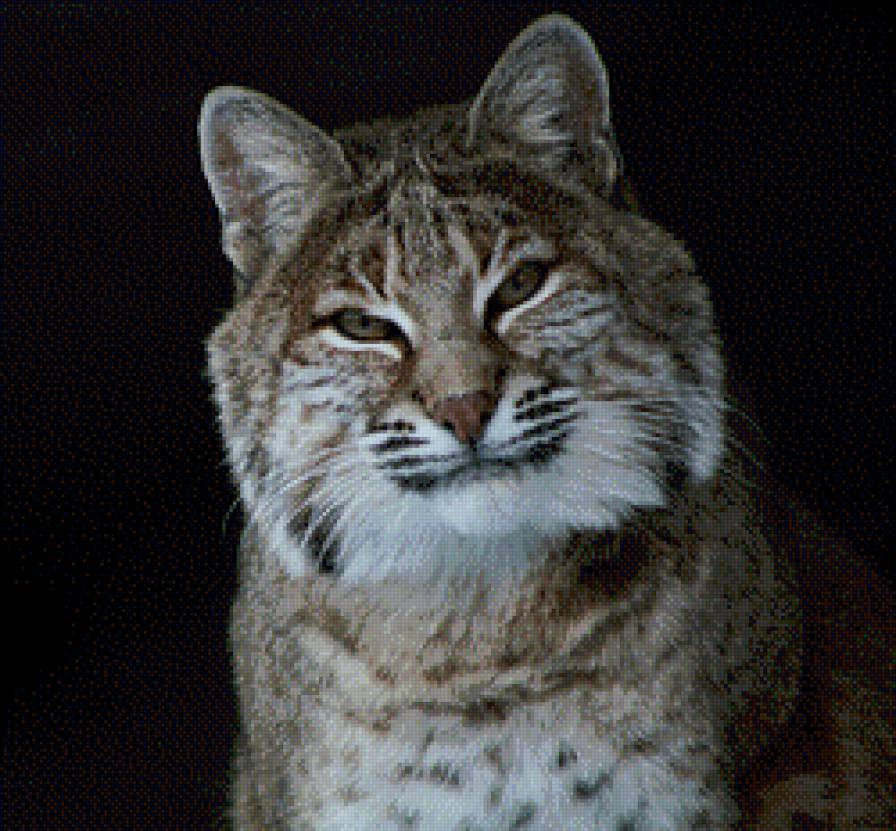 Рысь - животные, рысь, лес, кошки - предпросмотр