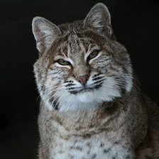 Схема вышивки «Рысь»