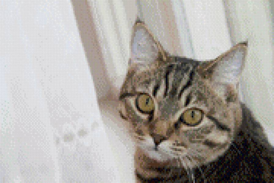 Мюррей - дом, любимцы, кот, питомцы, животные, кошки - предпросмотр