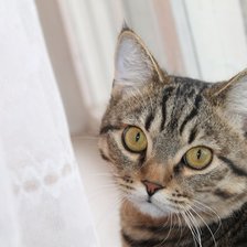 Схема вышивки «Мюррей»