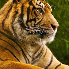 Схема вышивки «тигр»