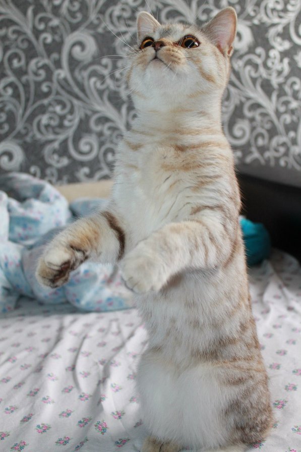 Шаня - дом, кот, любимцы, животные, питомцы, кошки - оригинал