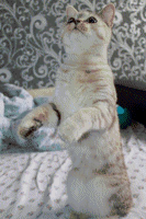 Шаня - дом, кошки, кот, питомцы, любимцы, животные - предпросмотр