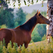 Схема вышивки «лошади»