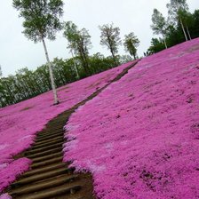 Схема вышивки «56»