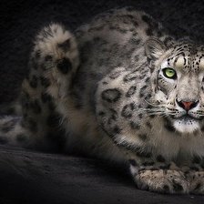 снежный барс