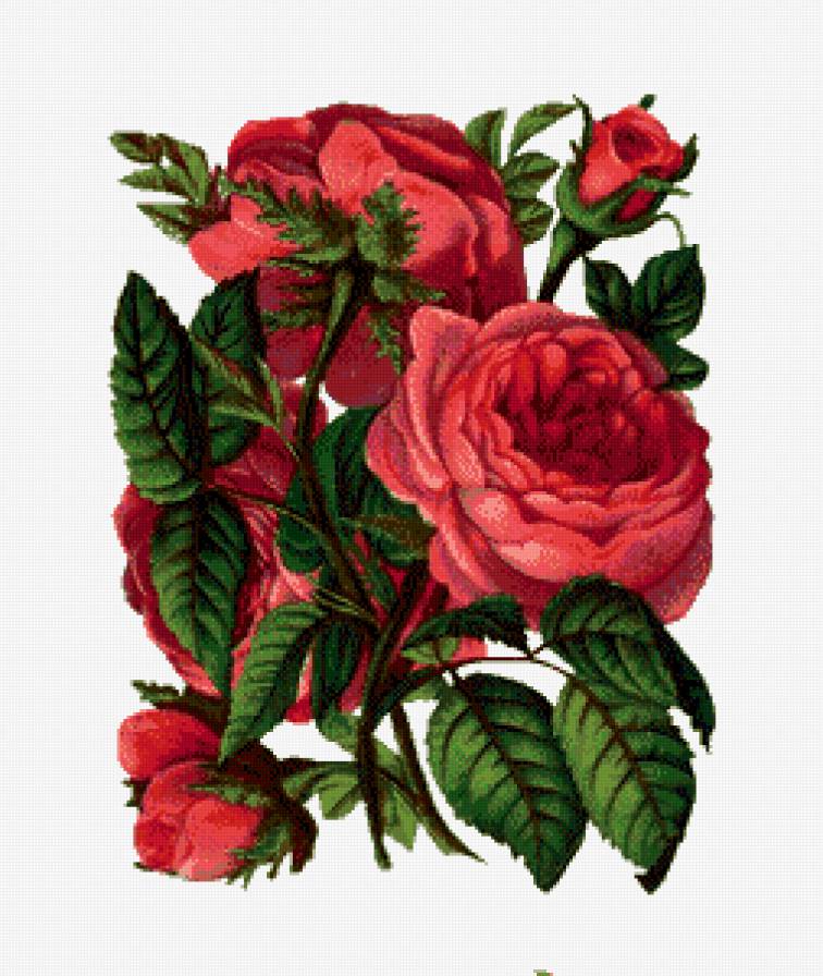 розы - розы, цветы - предпросмотр