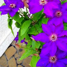 Схема вышивки «Цветы»