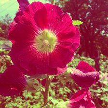 Схема вышивки «Малиновое лето»