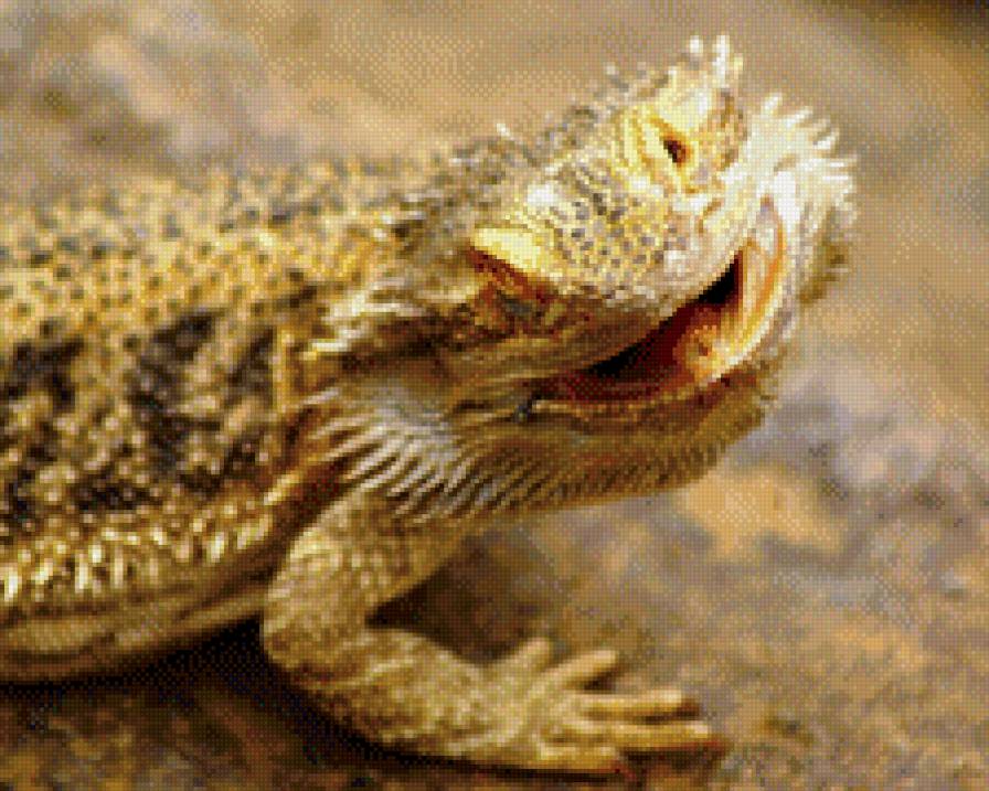 ящер ))) - животные, ящерица - предпросмотр