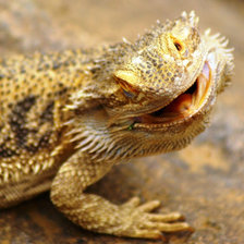 Схема вышивки «ящер )))»