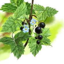 Схема вышивки «смородина»