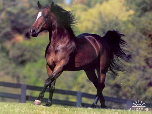 Лошадь - символ 2014, лошадь - оригинал