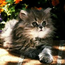 милейшее создание