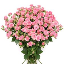 чайные розы