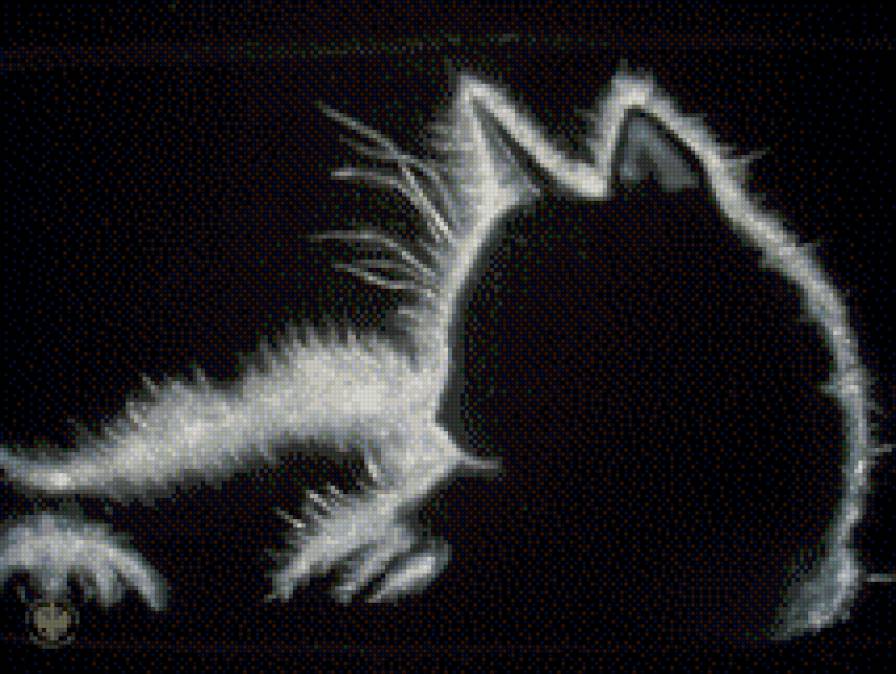 черный кот - животные - предпросмотр