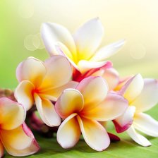 Схема вышивки «Цветы плюмерии»