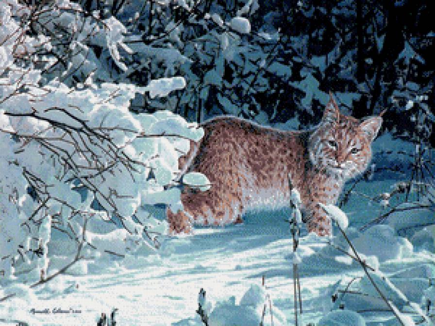 Серия "Большие кошки" - пейзаж, рыси, животные, зима, кошки - предпросмотр