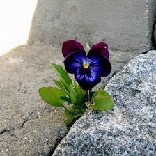 Схема вышивки «Анютины глазки»