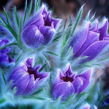 Схема вышивки «Подснежники»